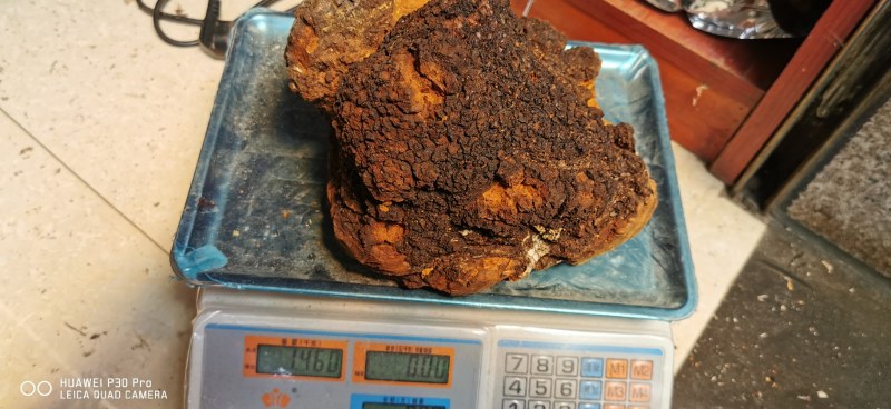 白桦茸又叫做桦树茸。天然胰岛素。两斤也是批发价。质量保障