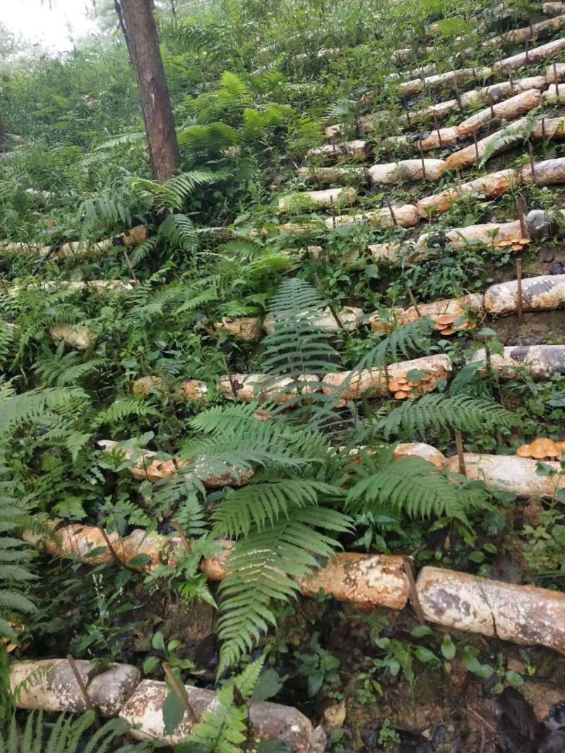 贵州生态林下种植：滑子菇