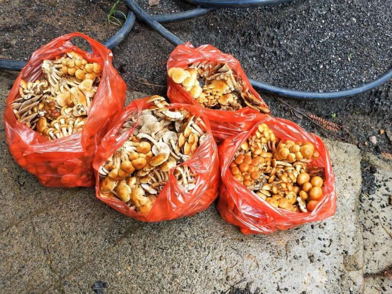 贵州生态林下种植：滑子菇