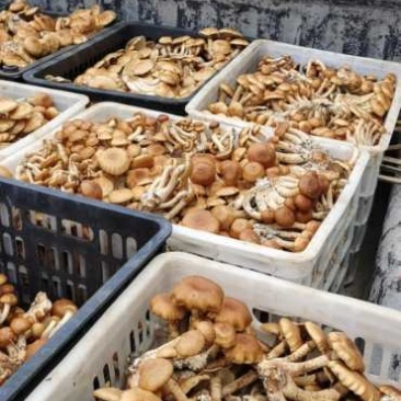 贵州生态林下种植：滑子菇