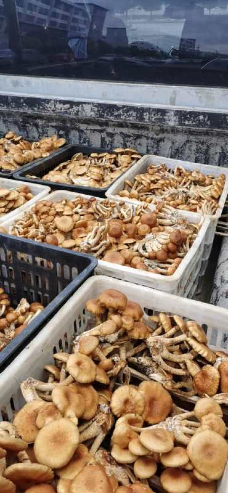 贵州生态林下种植：滑子菇