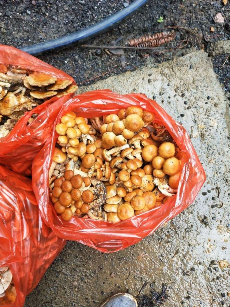 贵州生态林下种植：滑子菇