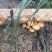 贵州生态林下种植：滑子菇