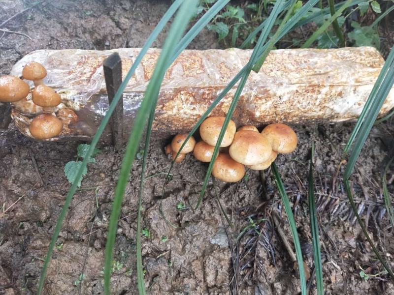 贵州生态林下种植：滑子菇