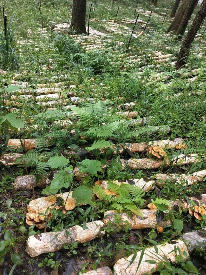 贵州生态林下种植：滑子菇