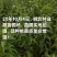 翠玉梨苗，518矮化梨树苗树苗保证品种，签订合同。