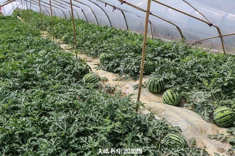 贵州兴仁大棚种麒麟瓜