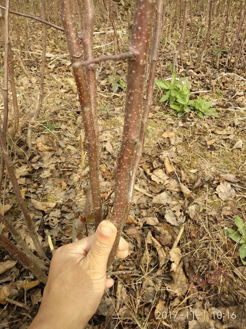红富士苹果树苗2-3公分主干型