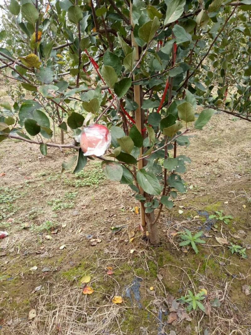 红富士苹果树苗2-3公分主干型