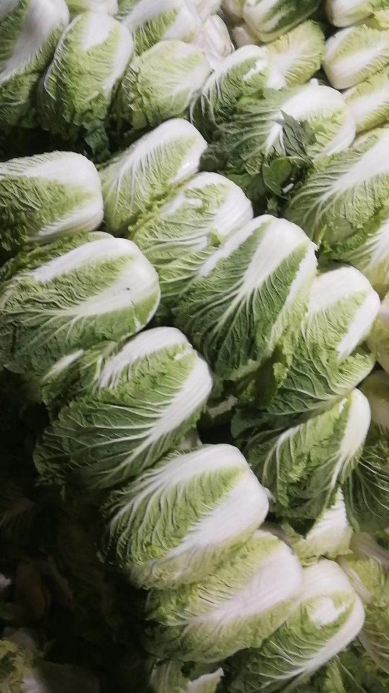 黄心白菜黑龙江寒地黑土