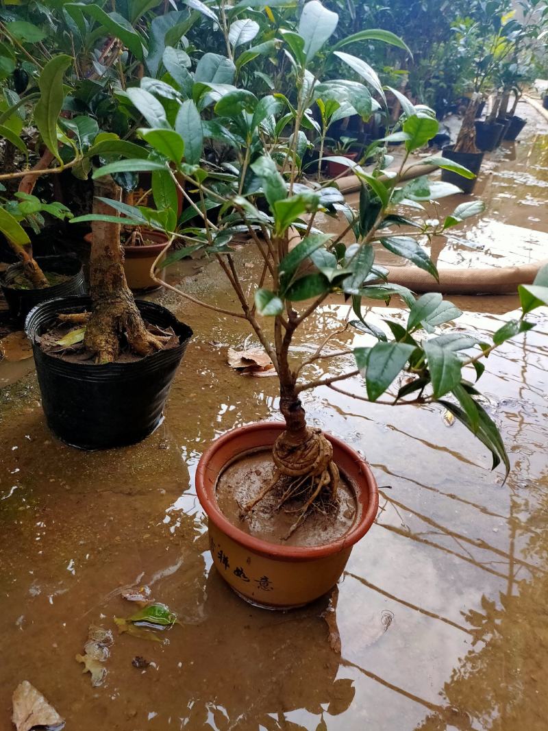 桂花四季桂，日香桂，状元红，丹桂，朱砂桂根盘漂亮可视频选