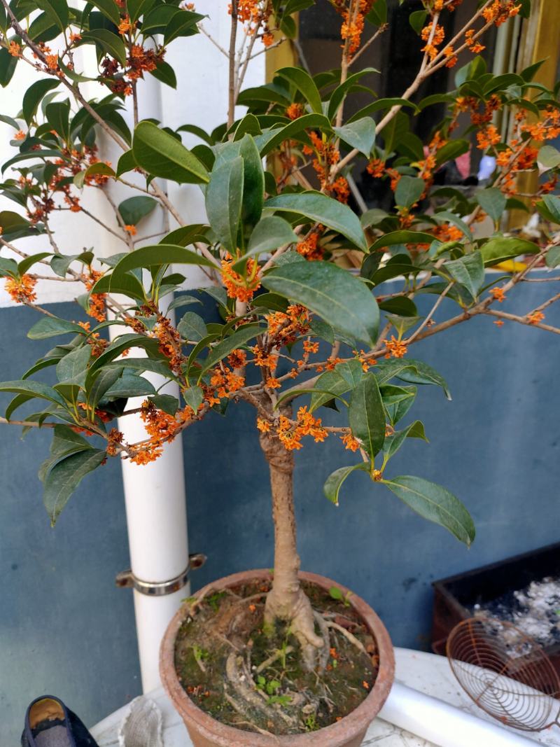 桂花四季桂，日香桂，状元红，丹桂，朱砂桂根盘漂亮可视频选