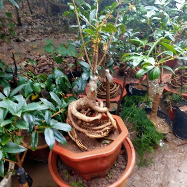 桂花四季桂，日香桂，状元红，丹桂，朱砂桂根盘漂亮可视频选