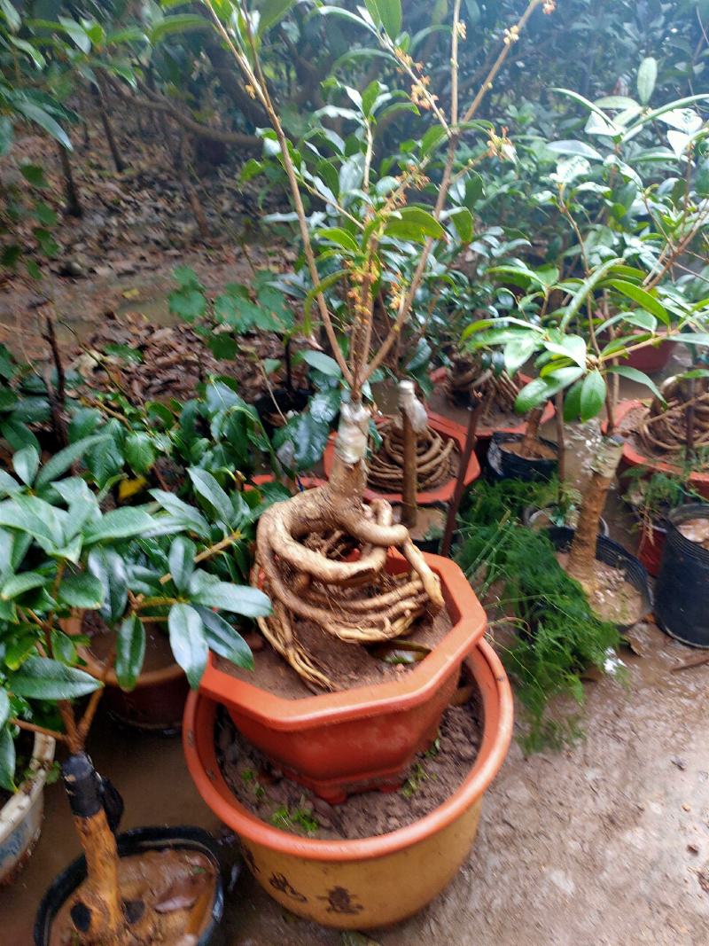 桂花四季桂，日香桂，状元红，丹桂，朱砂桂根盘漂亮可视频选