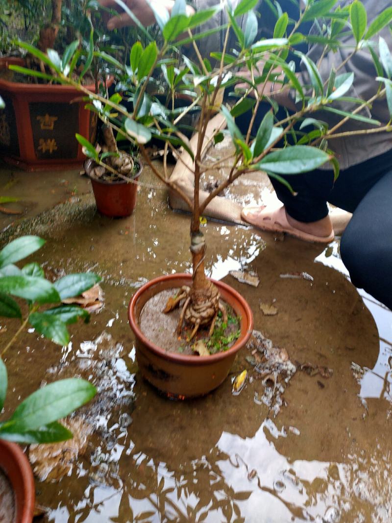 桂花四季桂，日香桂，状元红，丹桂，朱砂桂根盘漂亮可视频选