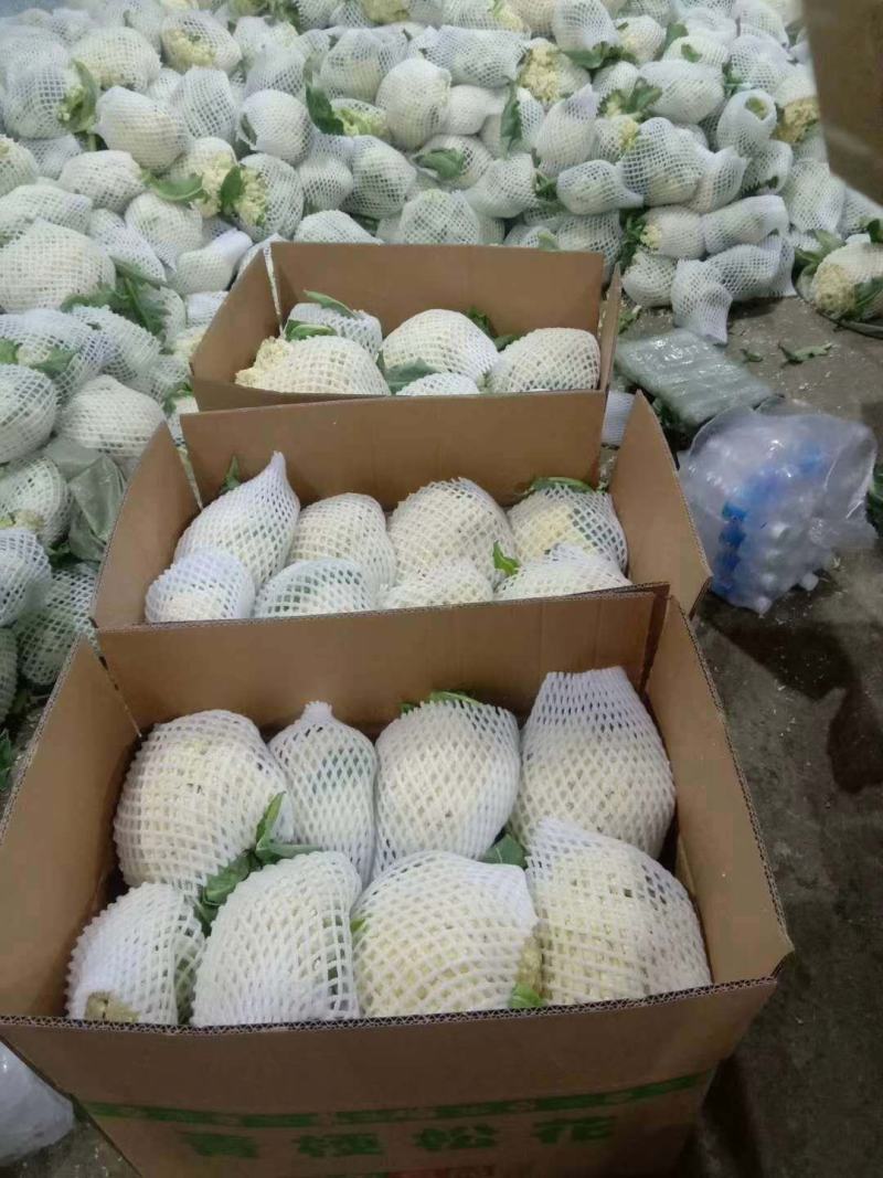 精品松花散花上市，销售各地，欢迎采购，质量可靠，天天发车