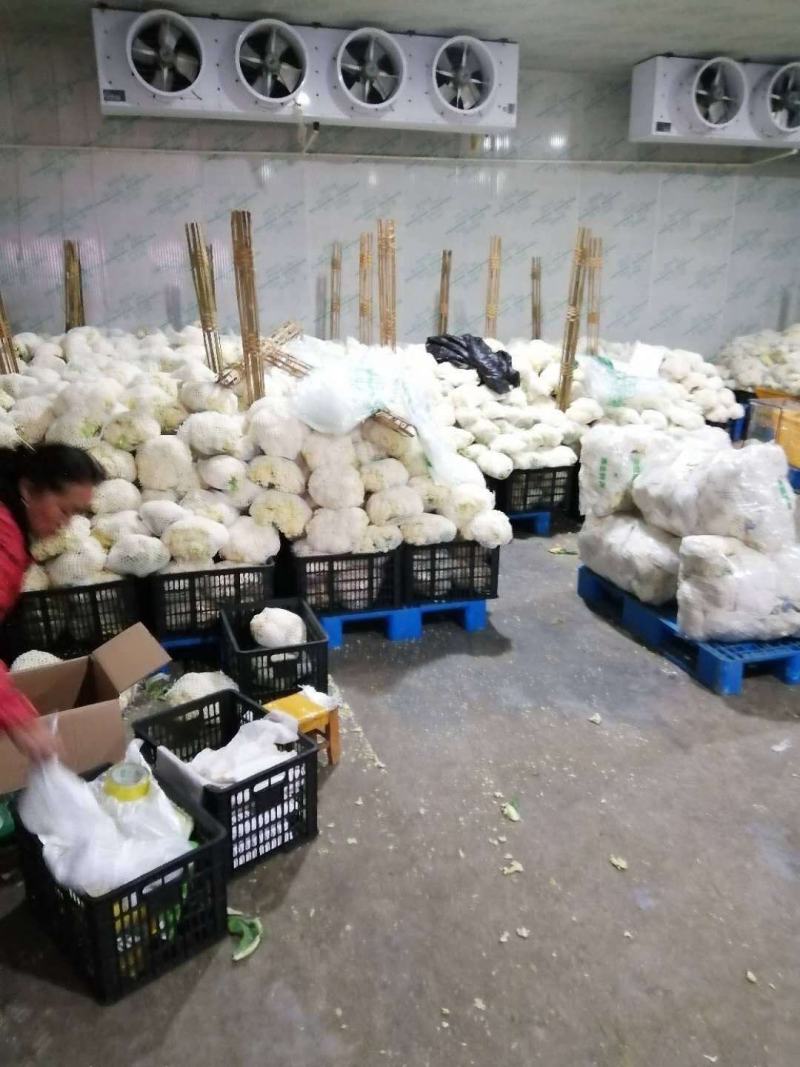 精品松花散花上市，销售各地，欢迎采购，质量可靠，天天发车