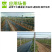 防草布地钉除草布钉黑色塑料地钉倒刺钉大棚园艺地布钉大盖帽