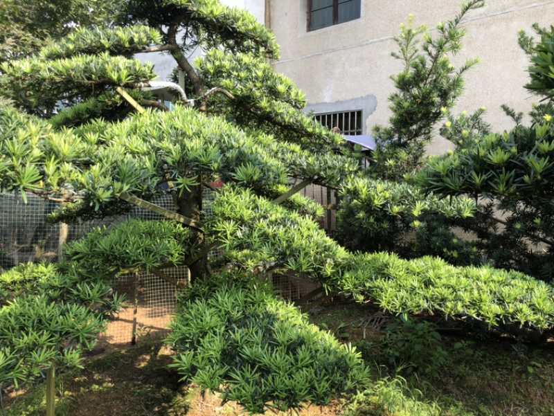 精品造型罗汉松红花继木桩造型榆树造型女贞