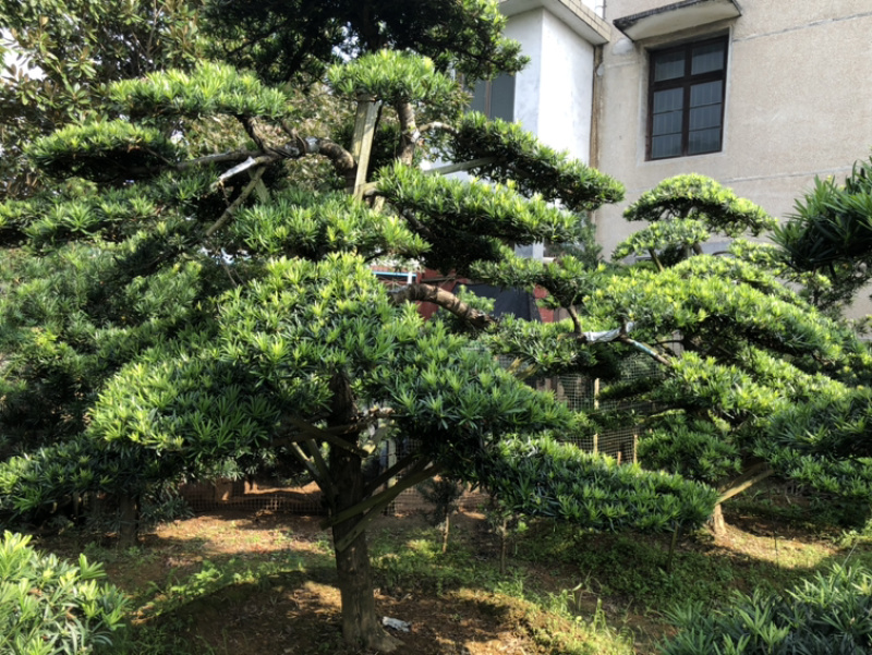 精品造型罗汉松红花继木桩造型榆树造型女贞