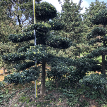 精品造型罗汉松红花继木桩造型榆树造型女贞