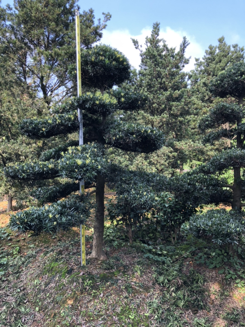 精品造型罗汉松红花继木桩造型榆树造型女贞