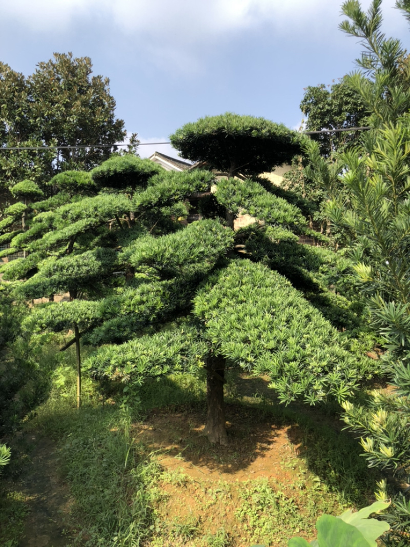 精品造型罗汉松红花继木桩造型榆树造型女贞