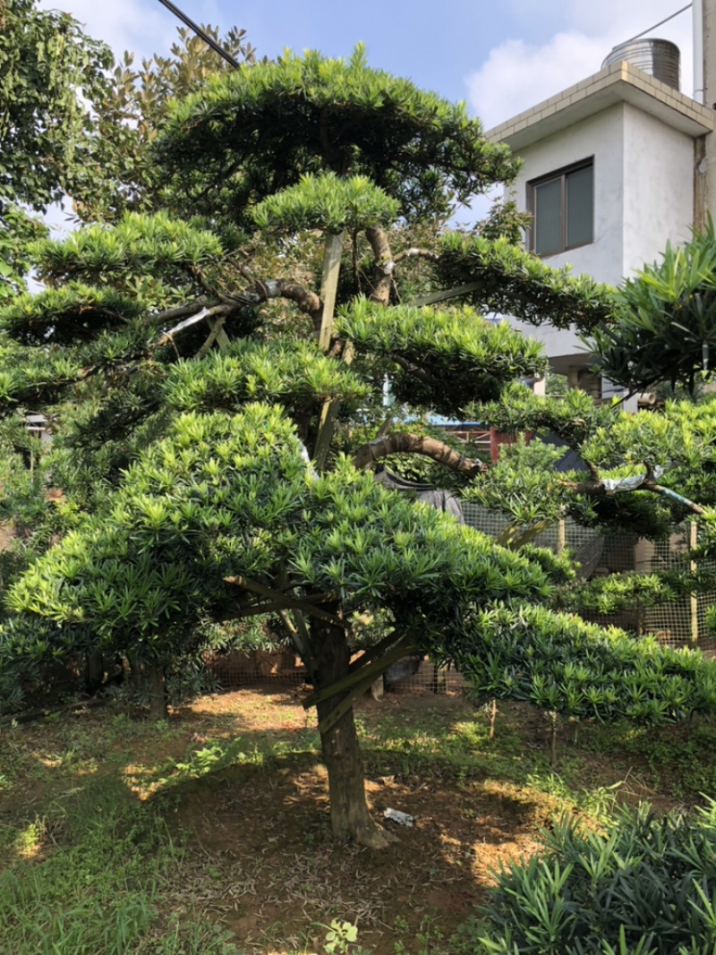 精品造型罗汉松红花继木桩造型榆树造型女贞
