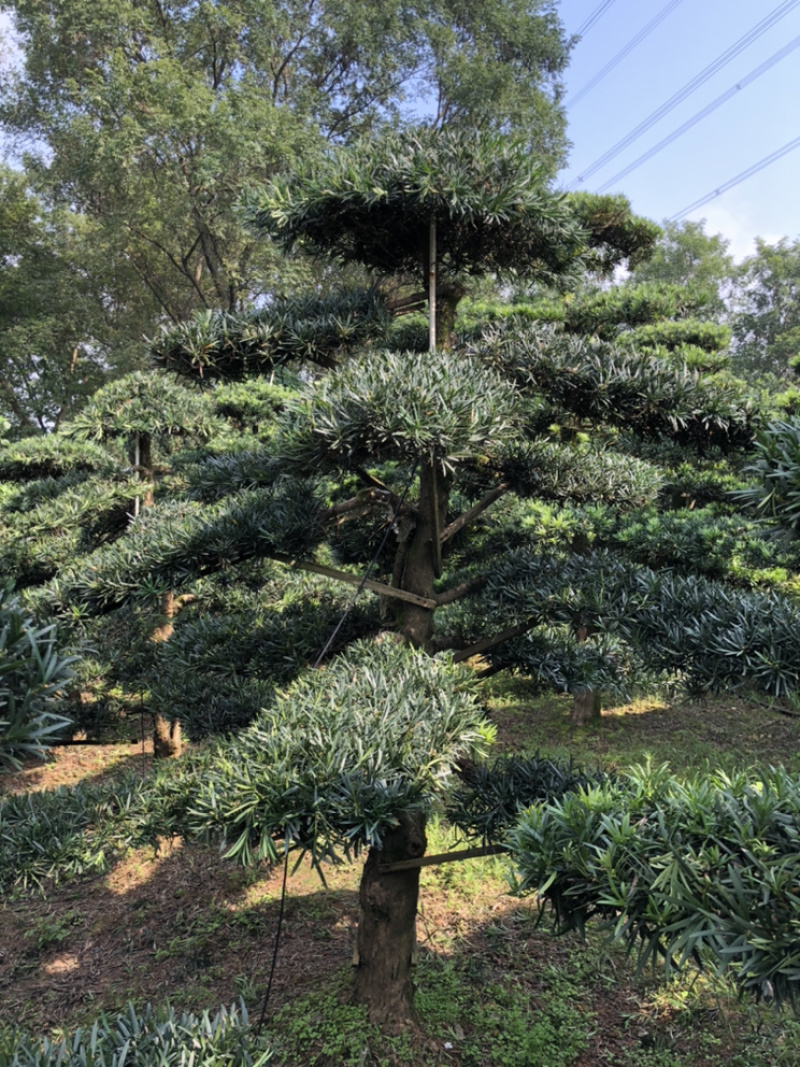 精品造型罗汉松红花继木桩造型榆树造型女贞