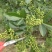基地直销花椒苗藤椒苗品种正宗提供种植技术