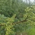 基地直销花椒苗藤椒苗品种正宗提供种植技术