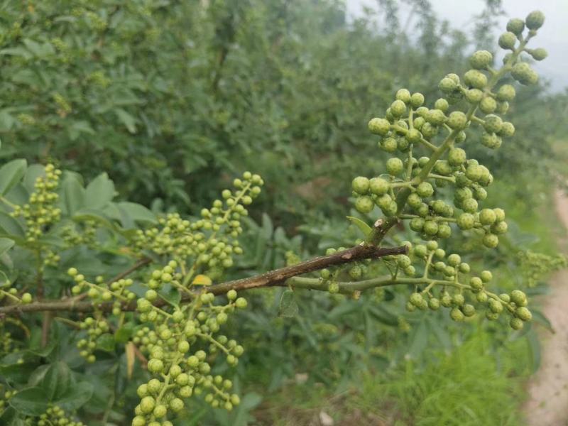 基地直销花椒苗藤椒苗品种正宗提供种植技术