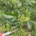 基地直销花椒苗藤椒苗品种正宗提供种植技术