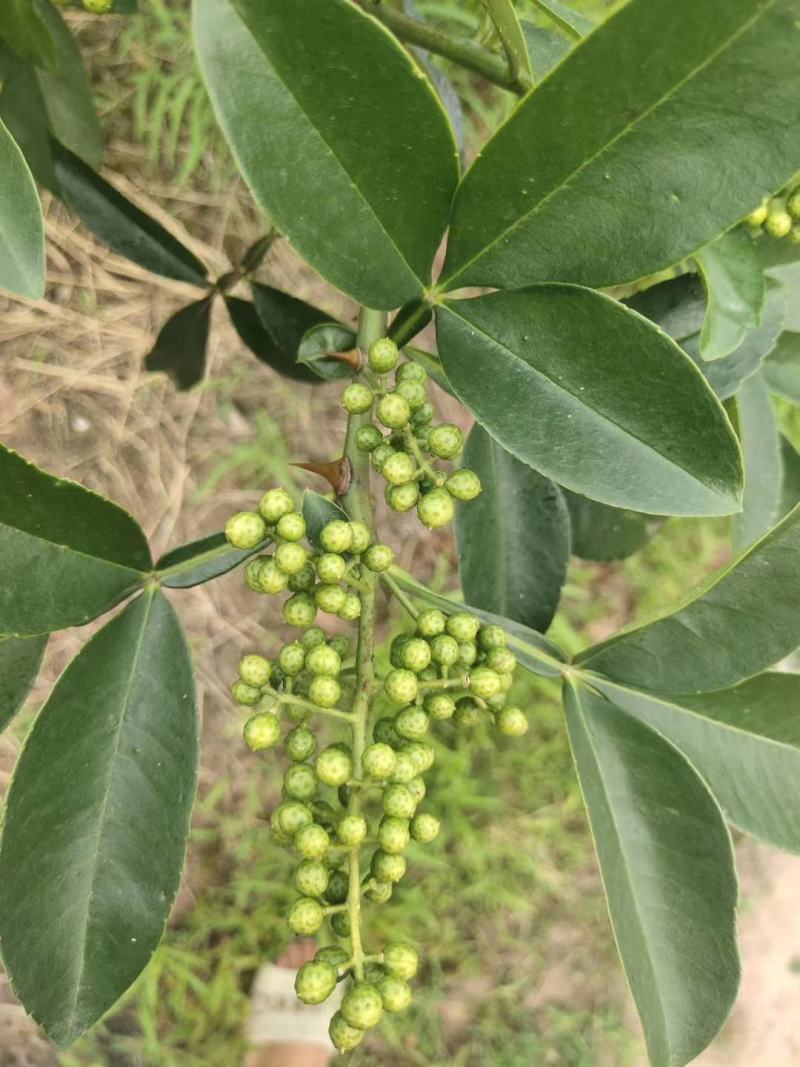 基地直销花椒苗藤椒苗品种正宗提供种植技术
