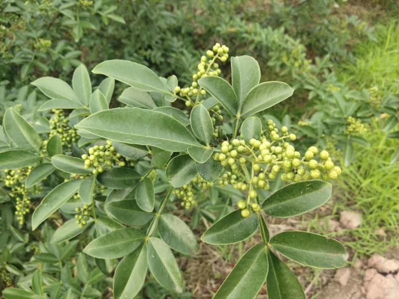 基地直销花椒苗藤椒苗品种正宗提供种植技术