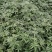 基地直销花椒苗藤椒苗品种正宗提供种植技术