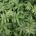 基地直销花椒苗藤椒苗品种正宗提供种植技术