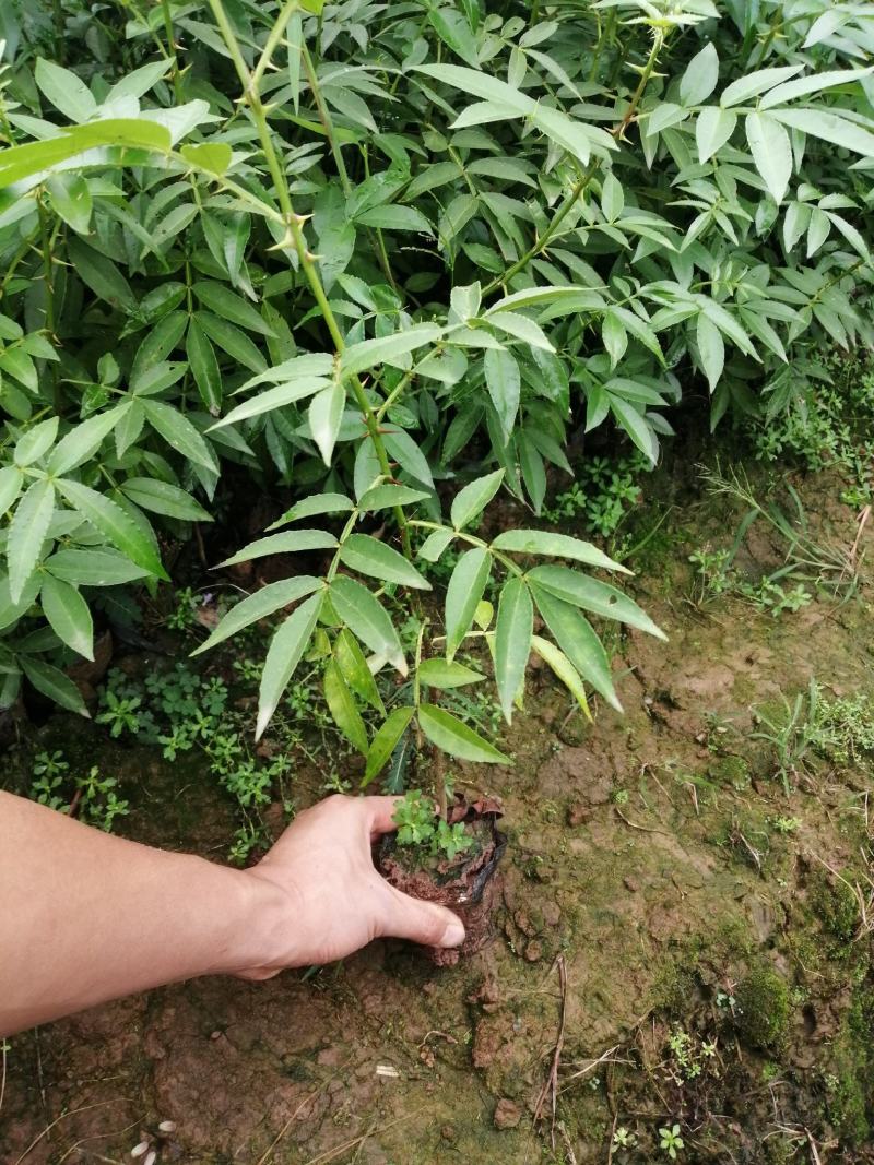 基地直销花椒苗藤椒苗品种正宗提供种植技术