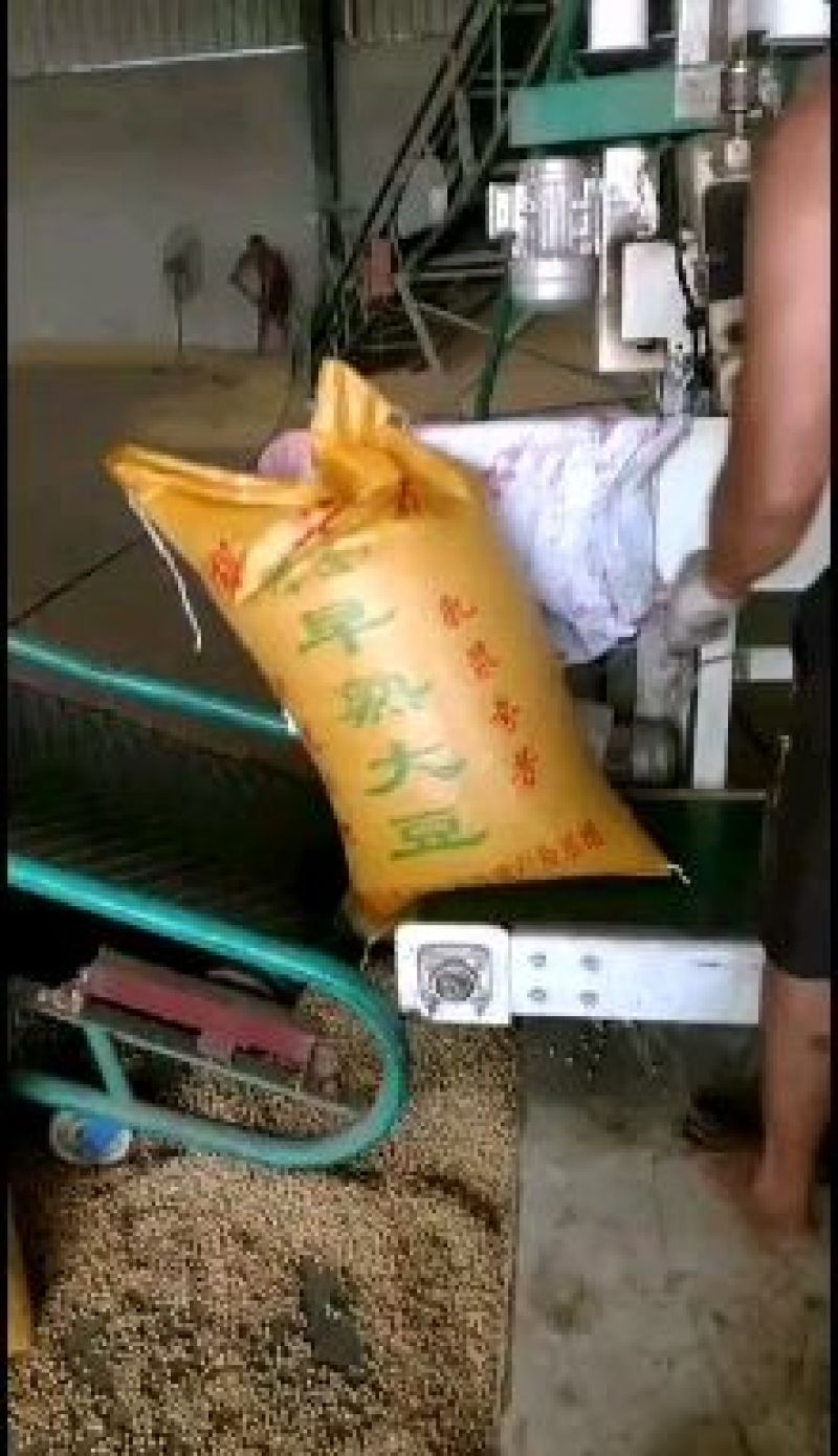 新湖北早黄豆做豆腐用，发货全国，欢迎采购咨询