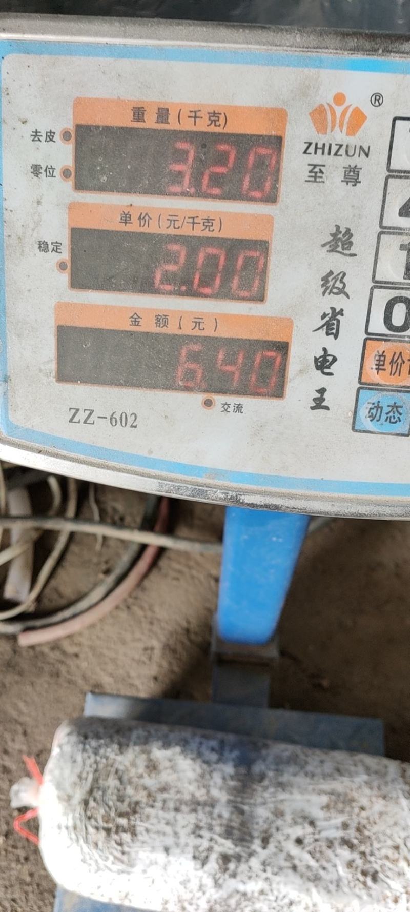 出售平菇榆黄蘑岀菇菌包，品质保证价格真实欢迎选购