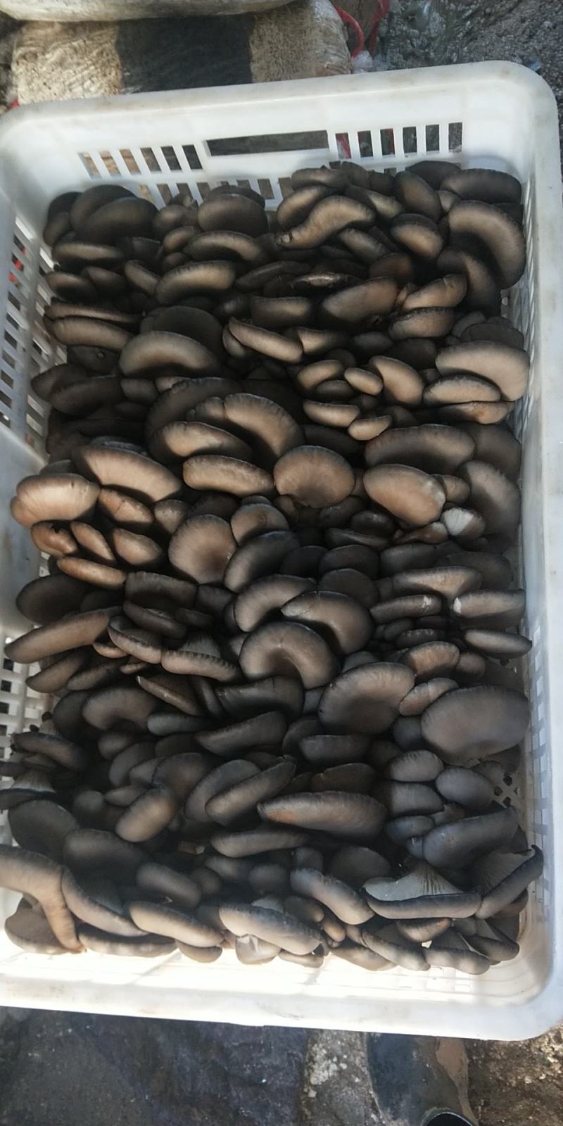 出售平菇榆黄蘑岀菇菌包，品质保证价格真实欢迎选购
