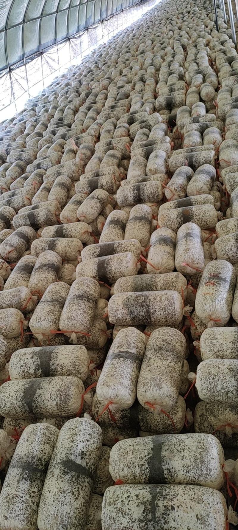出售平菇榆黄蘑岀菇菌包，品质保证价格真实欢迎选购