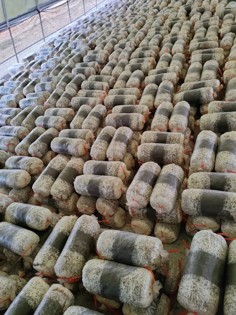 出售平菇榆黄蘑岀菇菌包，品质保证价格真实欢迎选购