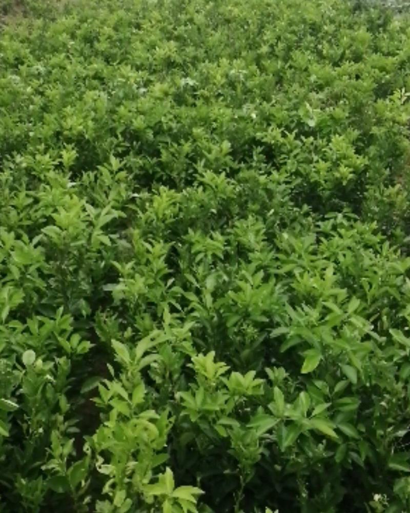 出售脐橙苗纽荷尔脐橙苗赣南脐橙苗品种纯正假一赔十