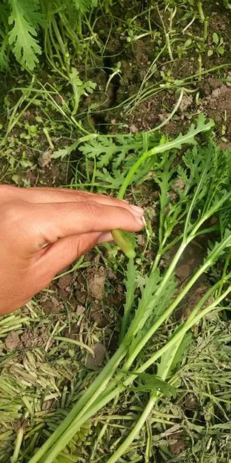 茼蒿常年大量供应质量保证，欢迎各位来电骚扰