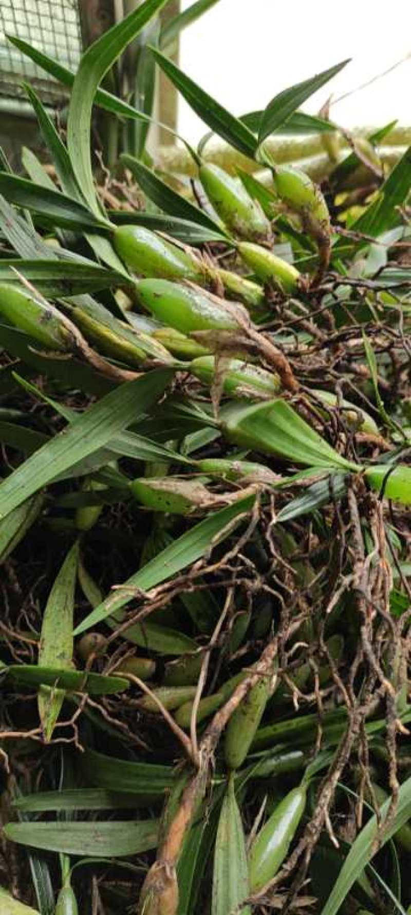 石橄榄双叶批发，野生石橄榄大量有货