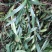 石橄榄双叶批发，野生石橄榄大量有货