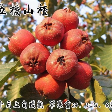 大金星山楂苗基地直销量大优惠诚信商家死苗补发
