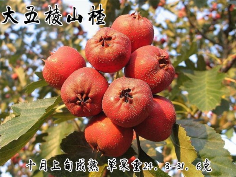 大金星山楂苗基地直销量大优惠诚信商家死苗补发