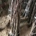 大金星山楂苗基地直销量大优惠诚信商家死苗补发